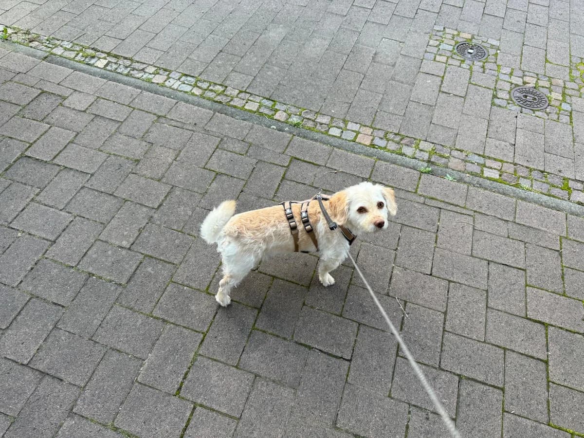 Alf, male 5yo Mixed Breed for adoption at Ein Herz für Streuner e.V., München