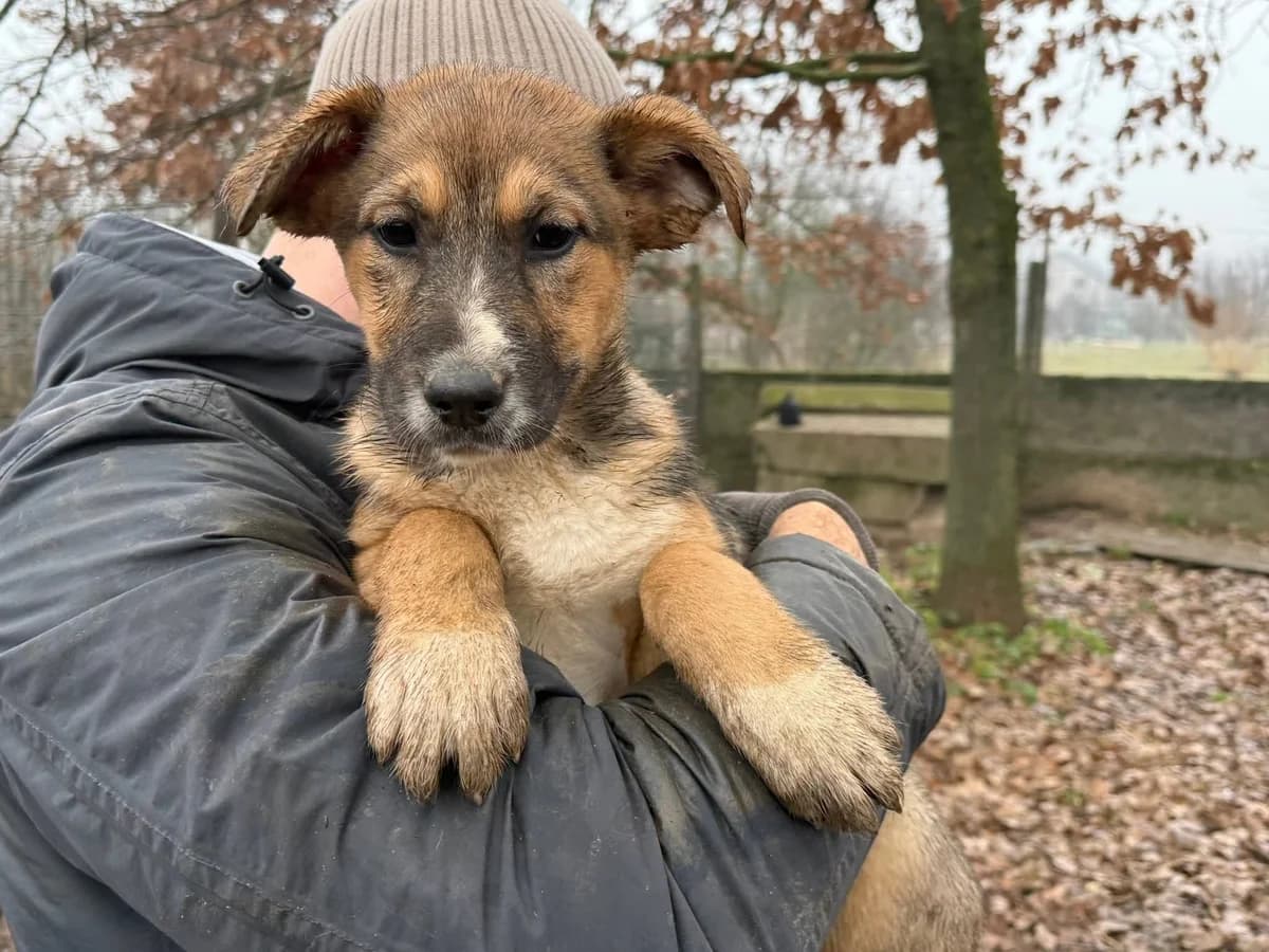 Alf, weiß male puppy Mixed Breed for adoption at Ein Herz für Streuner e.V., München