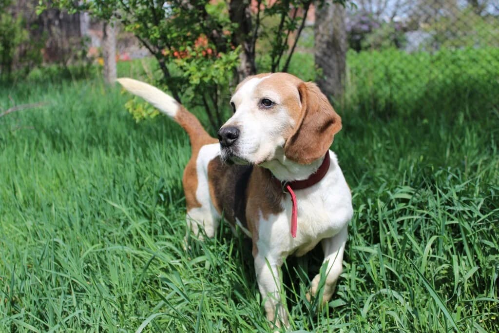 Alfi, male senior Mixed Breed for adoption at Ein Herz für Streuner e.V., München