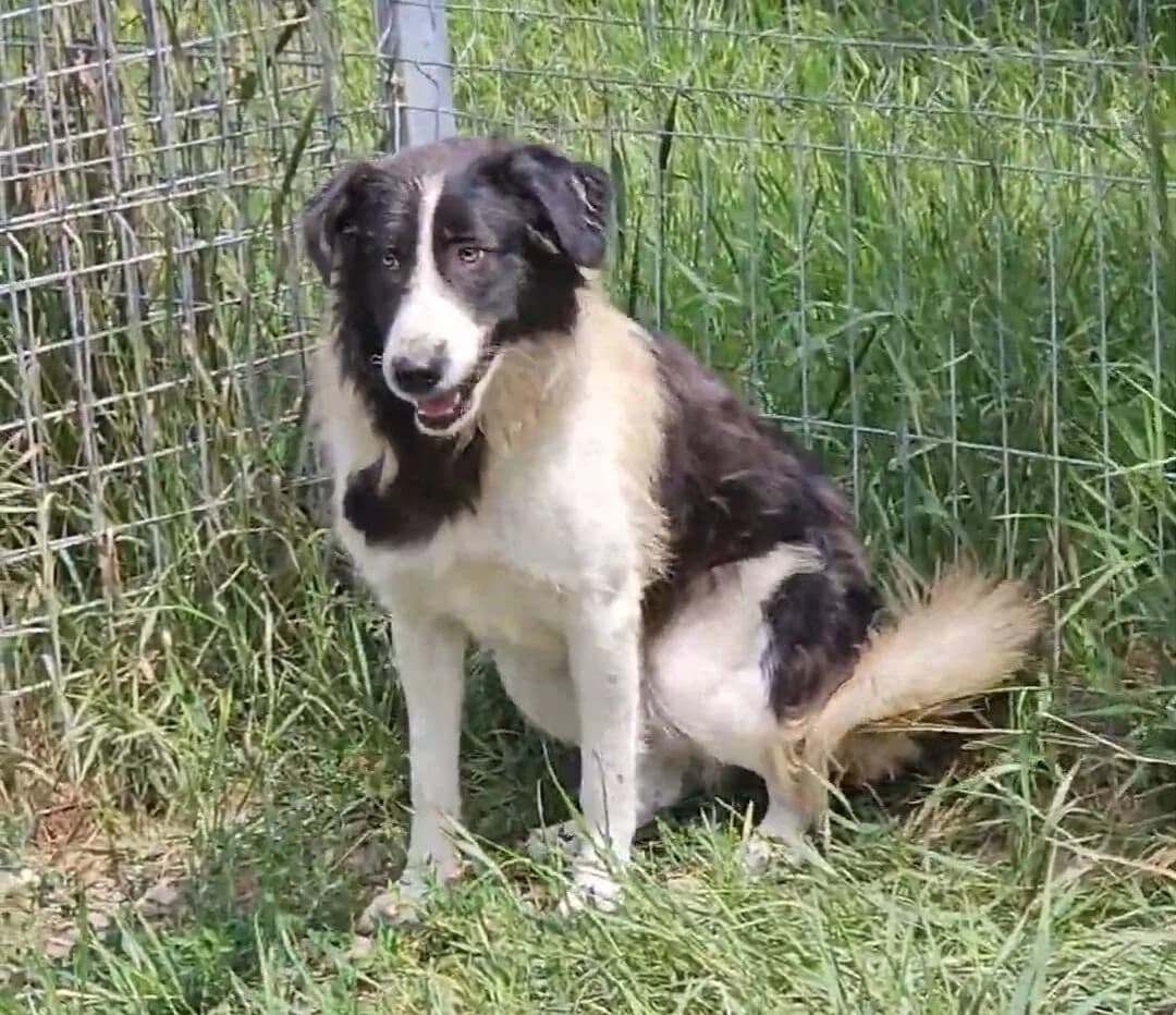 Alfia, female puppy Mixed Breed for adoption at Ein Herz für Streuner e.V., München