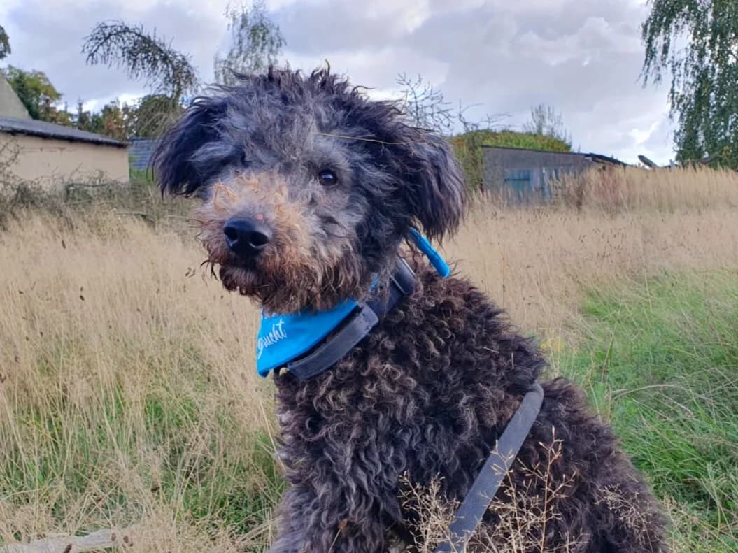 Alfie, male young Mixed Breed for adoption at Ein Herz für Streuner e.V., München
