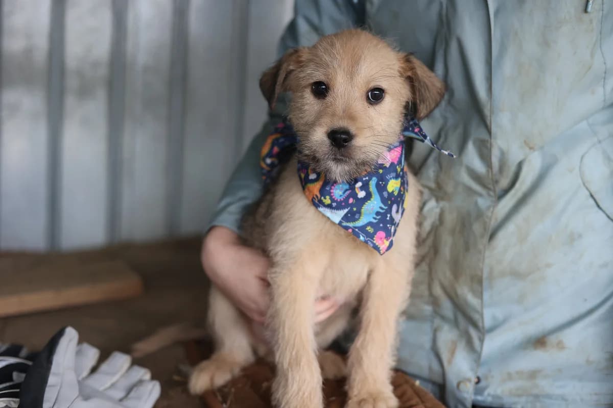 Alfie, male puppy Mixed Breed for adoption at Ein Herz für Streuner e.V., München