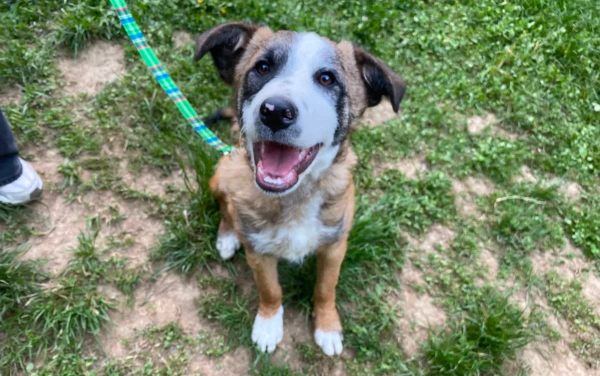 Alfie, male puppy Mixed Breed for adoption at Ein Herz für Streuner e.V., München