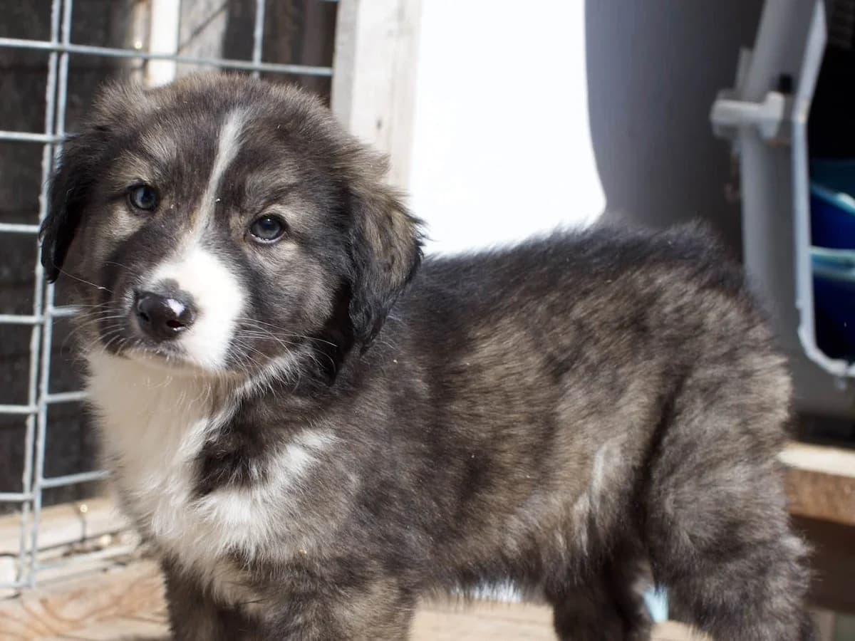 Alfie, weiß male puppy Mixed Breed for adoption at Ein Herz für Streuner e.V., München