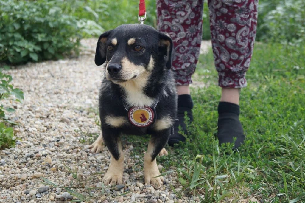 Alfred, schwarz male young Mixed Breed for adoption at Ein Herz für Streuner e.V., München