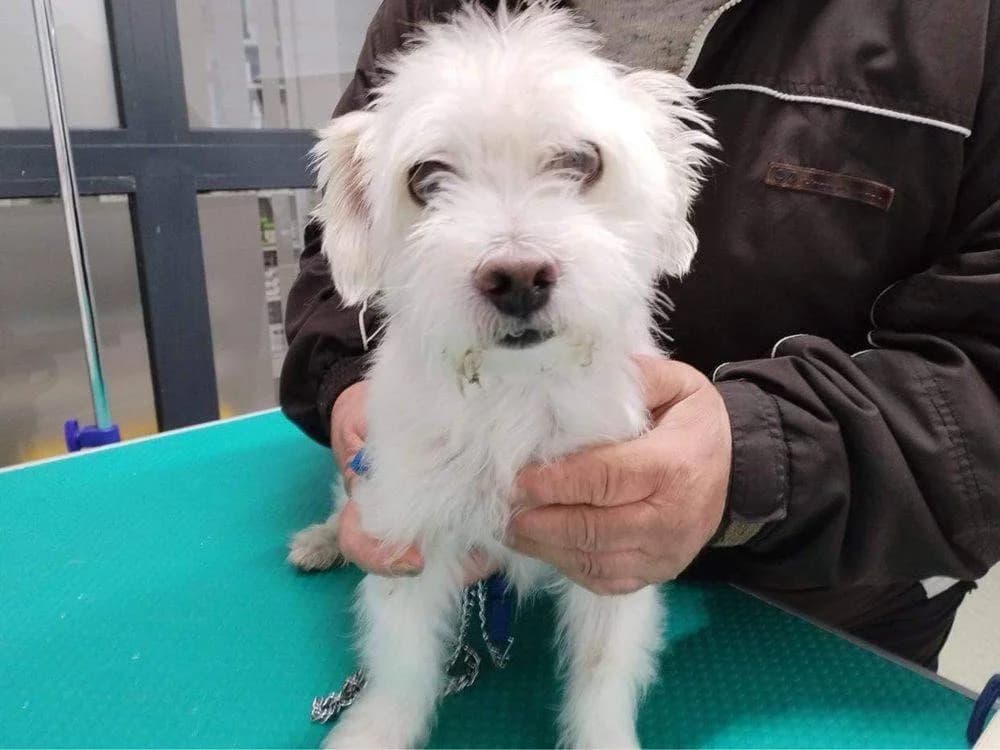 Alfred, 7yo Mixed Breed for adoption at Ein Herz für Streuner e.V., München