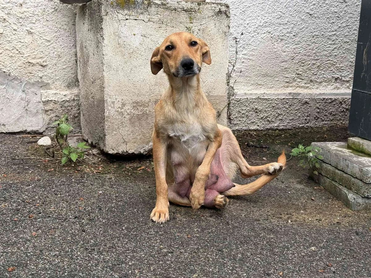 Aliani, young Mixed Breed for adoption at Ein Herz für Streuner e.V., München