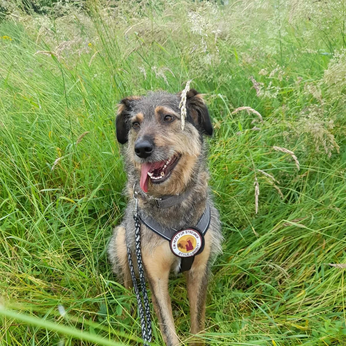 Alika, female 3yo Mixed Breed for adoption at Ein Herz für Streuner e.V., München