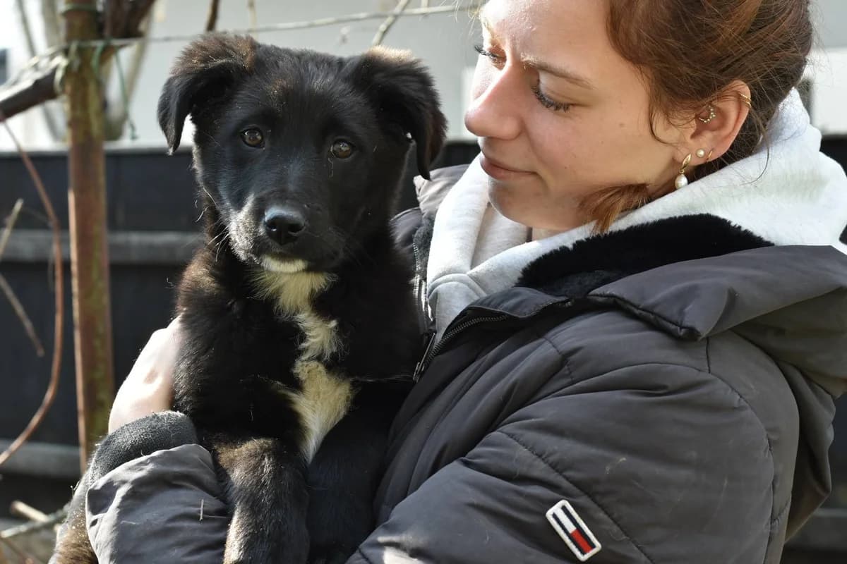 Aline, schwarz female puppy Mixed Breed for adoption at Ein Herz für Streuner e.V., München