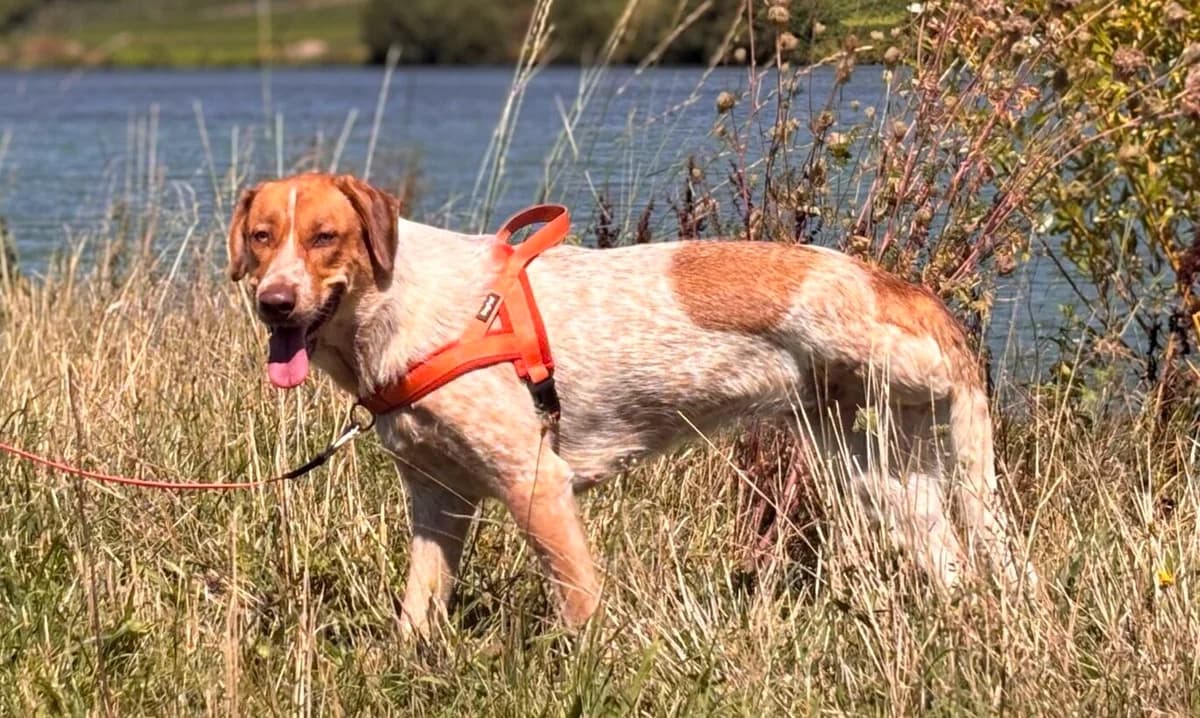 Alisa, female young Mixed Breed for adoption at Ein Herz für Streuner e.V., München