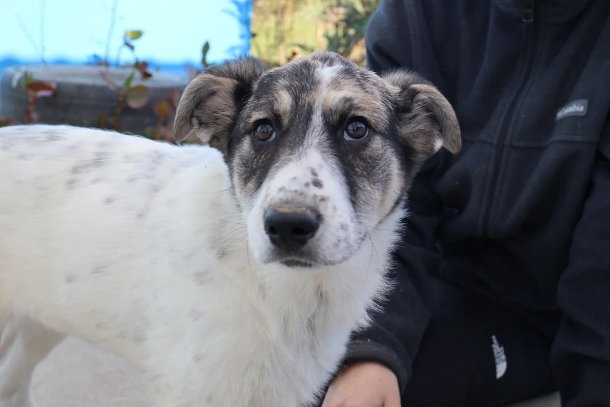 Alischa, weiß female puppy Mixed Breed for adoption at Ein Herz für Streuner e.V., München