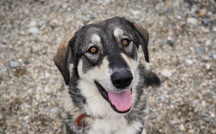Alisea, female 5yo Mixed Breed for adoption at Ein Herz für Streuner e.V., München