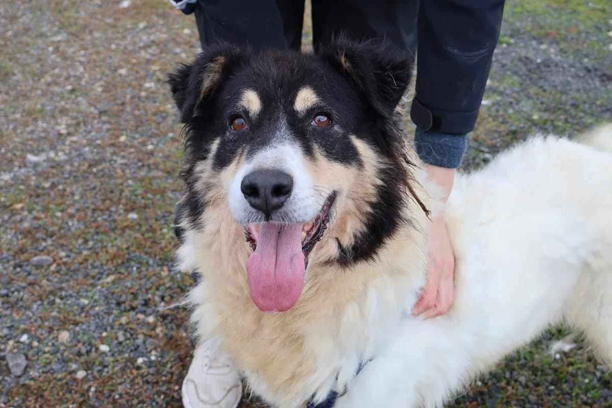 Alita, weiß female 5yo Mixed Breed for adoption at Ein Herz für Streuner e.V., München