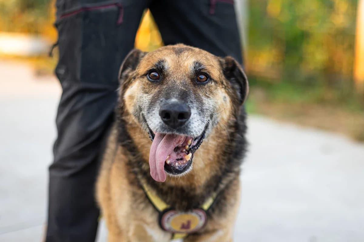 Aljoscha, male senior Mixed Breed for adoption at Ein Herz für Streuner e.V., München