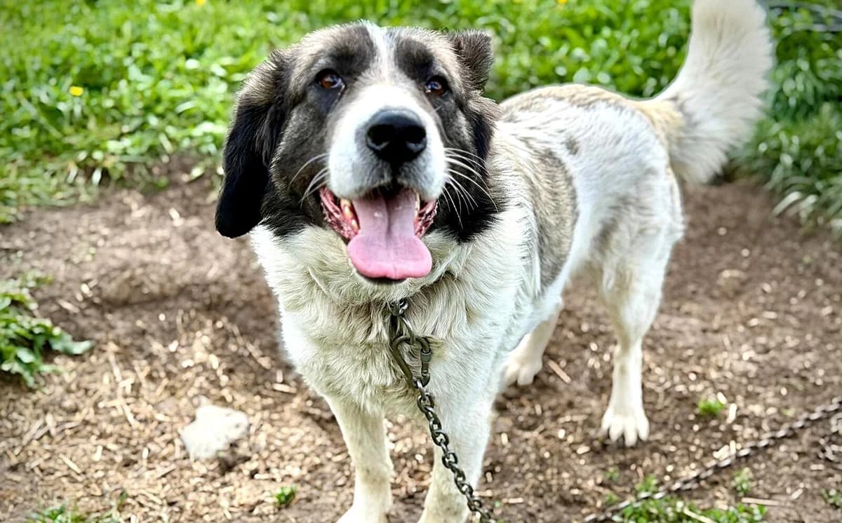 Allegra, female 3yo Mixed Breed for adoption at Ein Herz für Streuner e.V., München