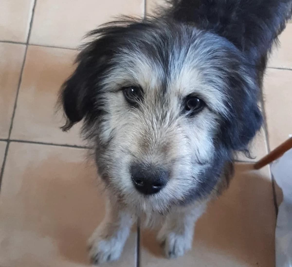 Allie, female puppy Mixed Breed for adoption at Ein Herz für Streuner e.V., München
