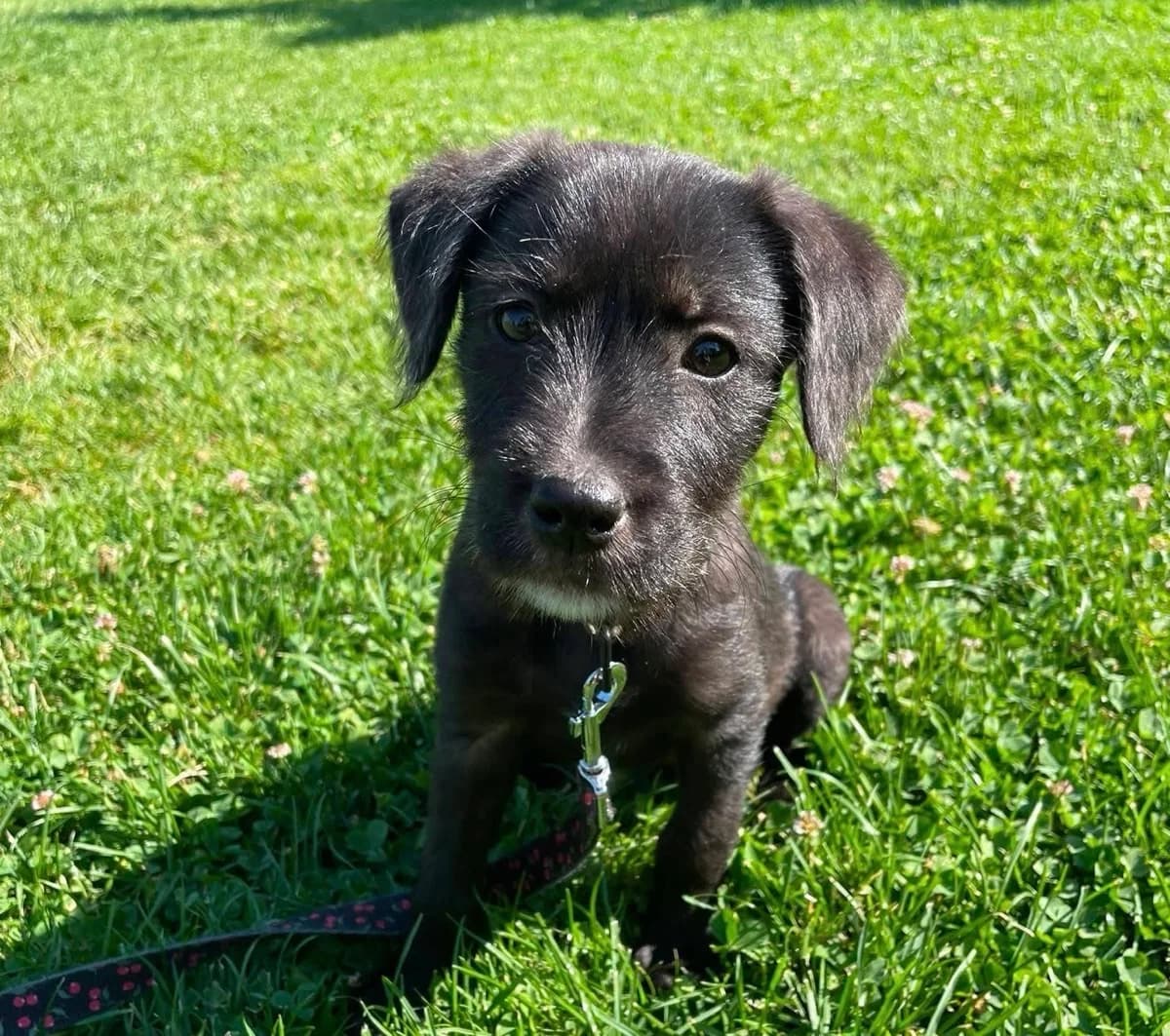 Allma, weiß female puppy Mixed Breed for adoption at Ein Herz für Streuner e.V., München