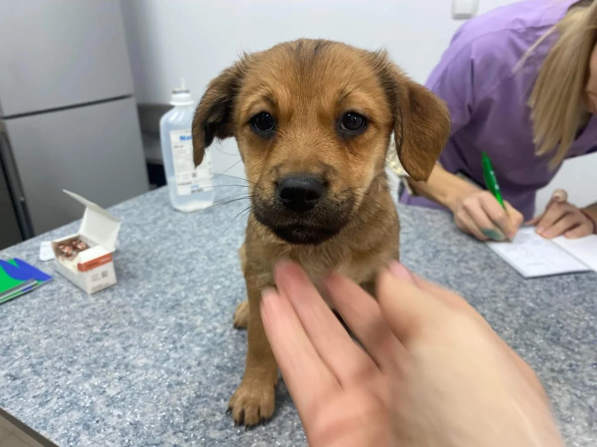 Ally, female puppy Mixed Breed for adoption at Ein Herz für Streuner e.V., München