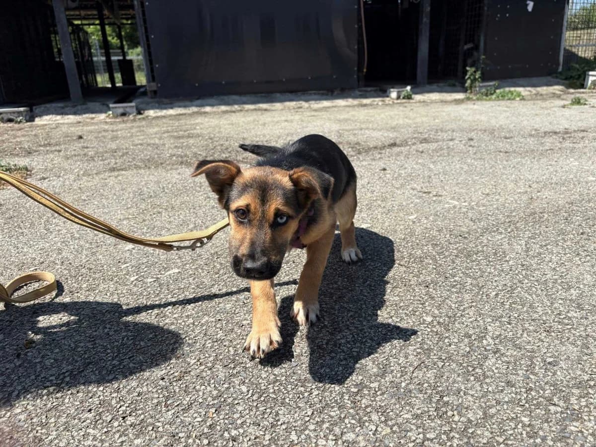 Ally, female puppy Mixed Breed for adoption at Ein Herz für Streuner e.V., München
