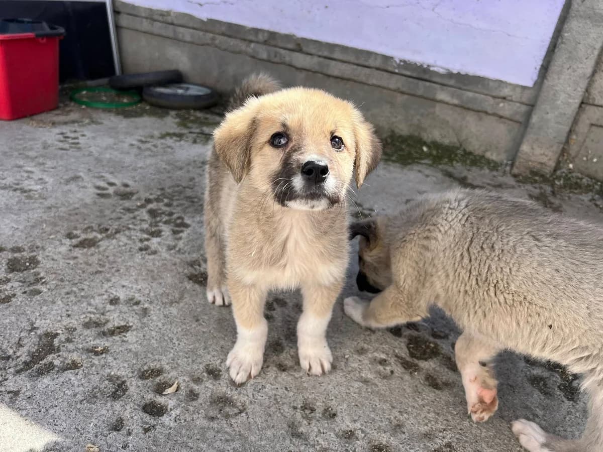 Ally, puppy Mixed Breed for adoption at Ein Herz für Streuner e.V., München