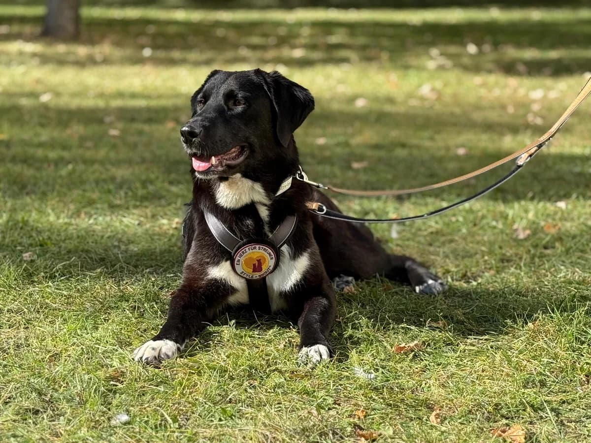 Alma, weiß female 5yo Mixed Breed for adoption at Ein Herz für Streuner e.V., München