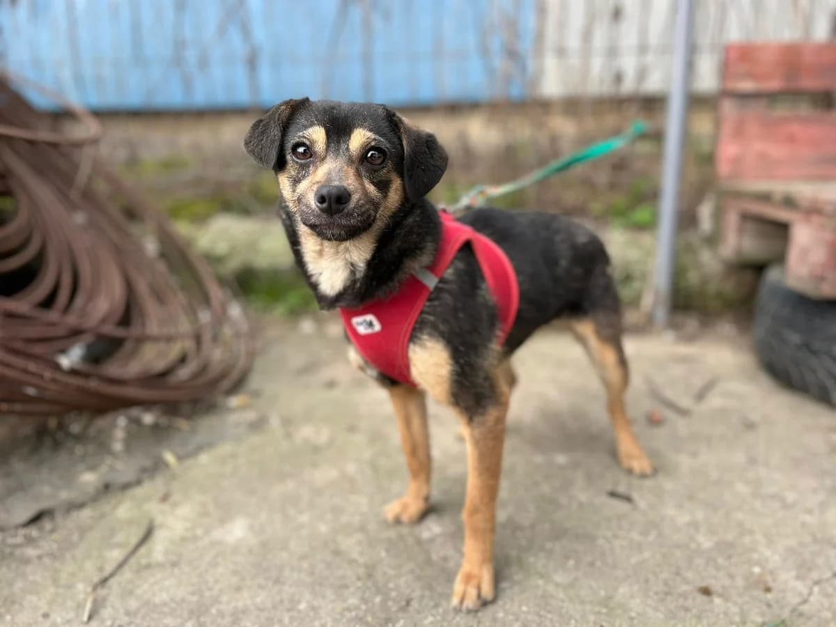 Alma, female 4yo Mixed Breed for adoption at Ein Herz für Streuner e.V., München