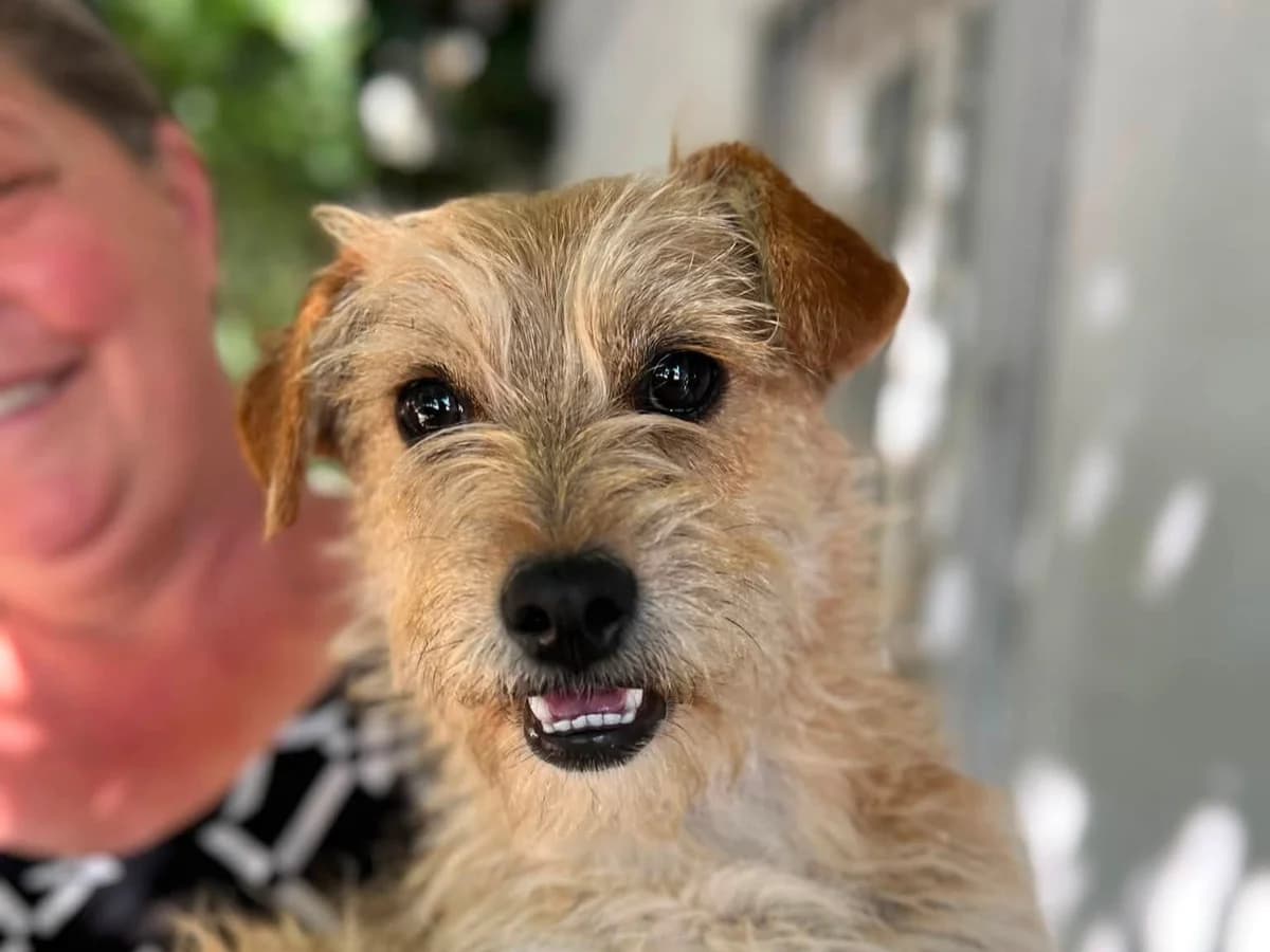 Alma, female puppy Mixed Breed for adoption at Ein Herz für Streuner e.V., München