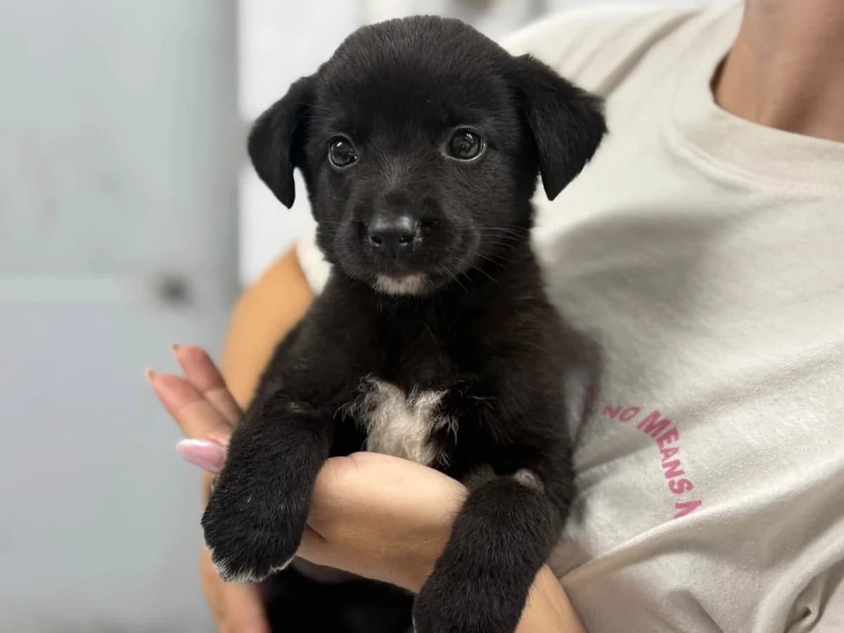 Alma, weiß female puppy Mixed Breed for adoption at Ein Herz für Streuner e.V., München