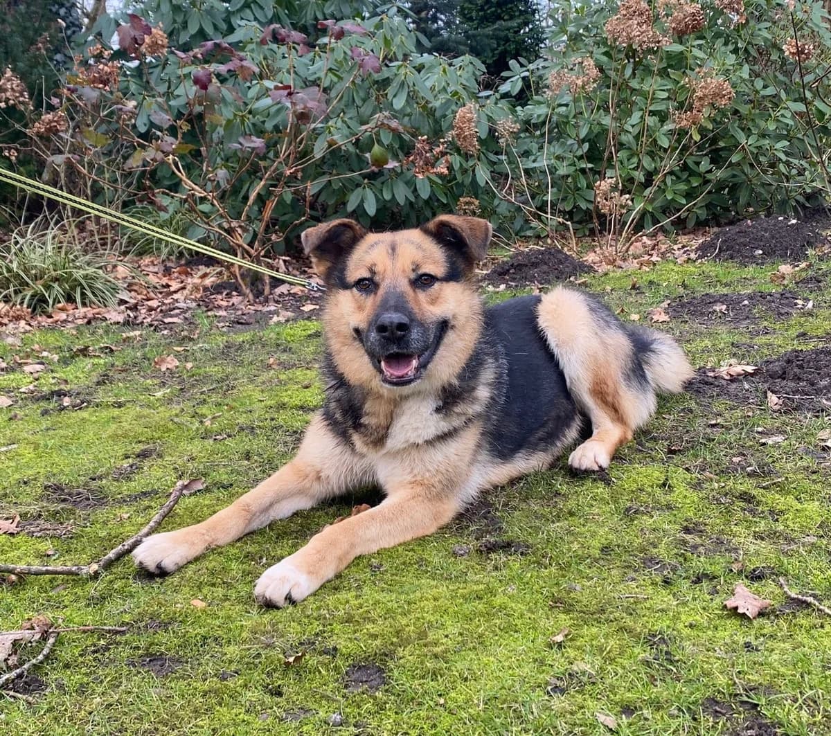 Alma, female 5yo Mixed Breed for adoption at Ein Herz für Streuner e.V., München