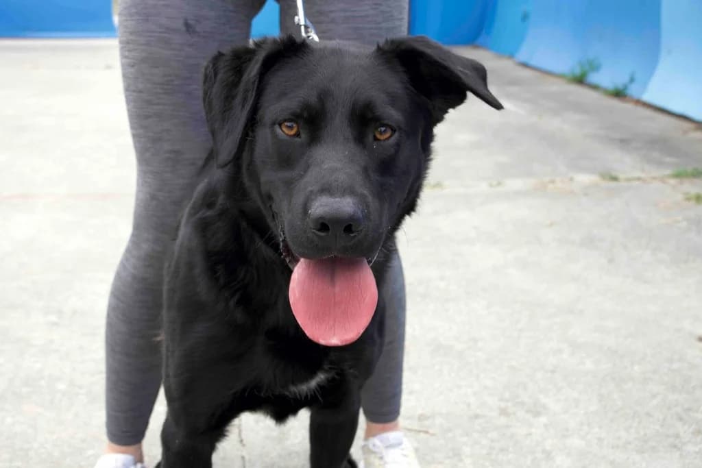 Almando, weiß male young Mixed Breed for adoption at Ein Herz für Streuner e.V., München