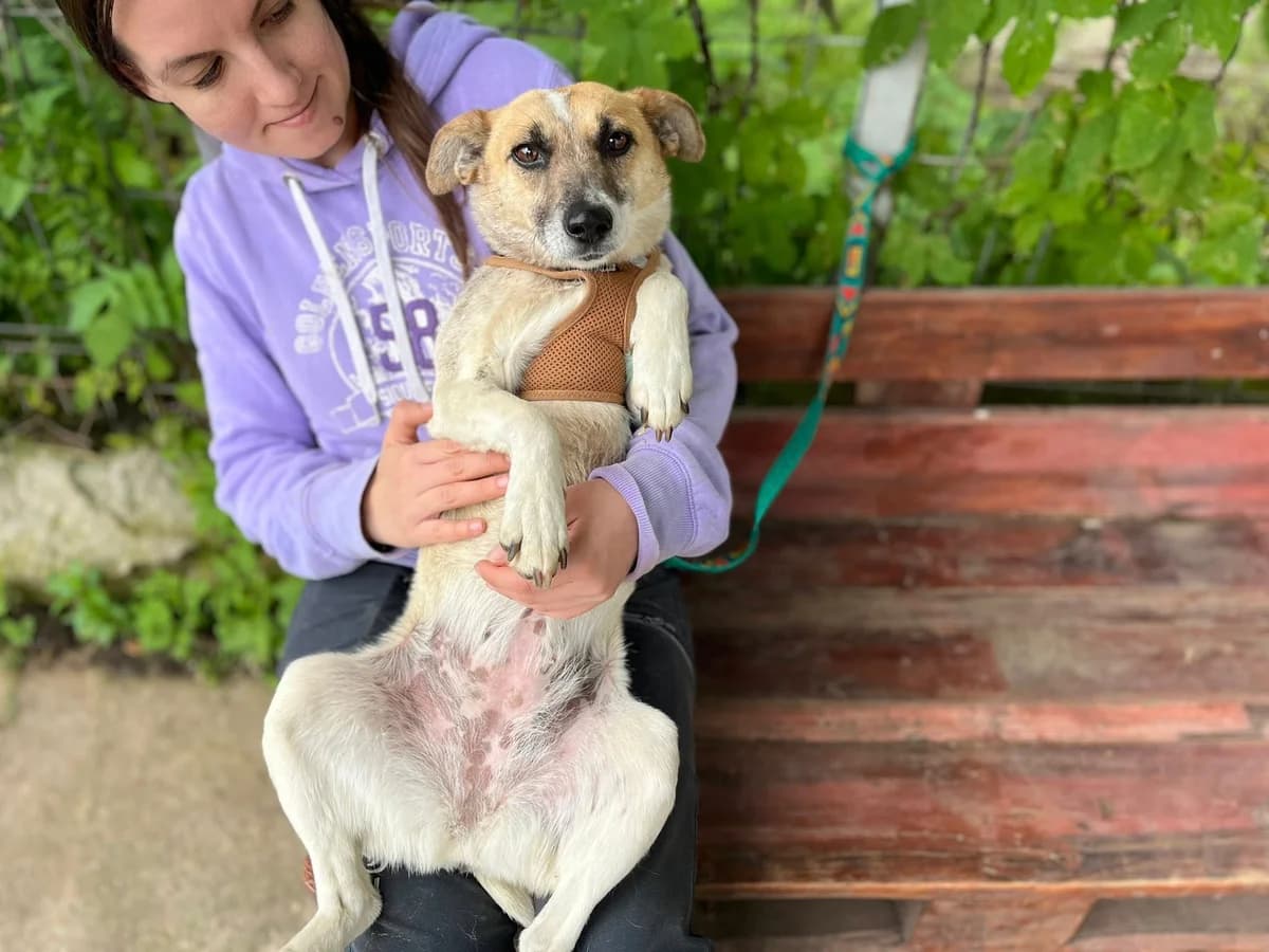 Almina, female 3yo Mixed Breed for adoption at Ein Herz für Streuner e.V., München