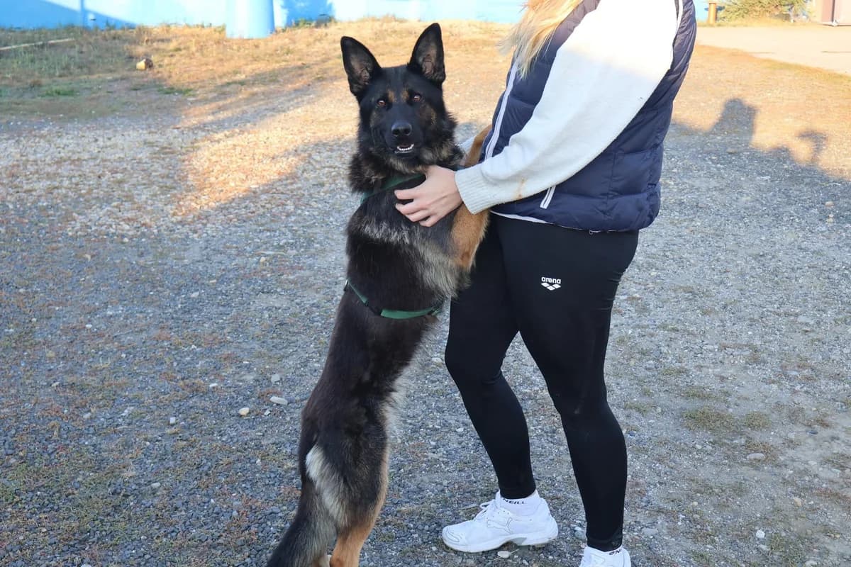 Almina, schwarz female young Mixed Breed for adoption at Ein Herz für Streuner e.V., München