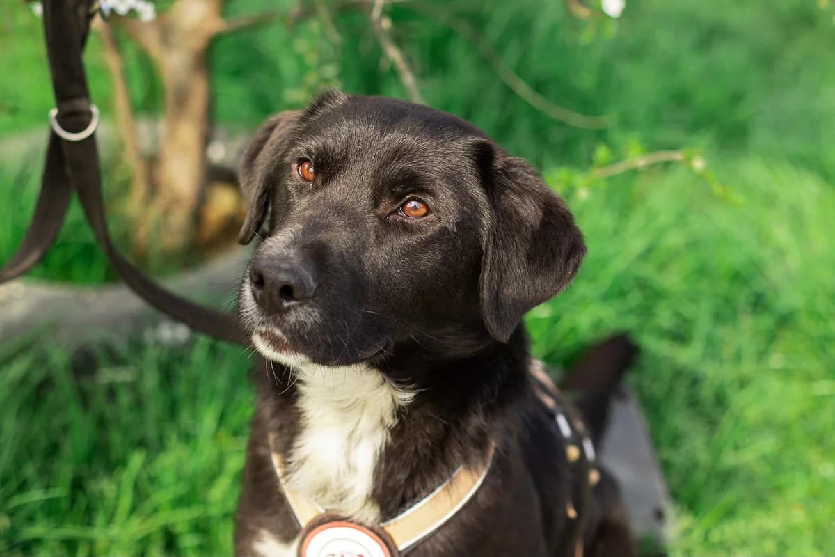 Almo, weiß male young Mixed Breed for adoption at Ein Herz für Streuner e.V., München