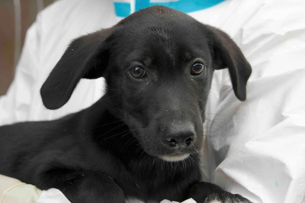 Almo, weiß female puppy Mixed Breed for adoption at Ein Herz für Streuner e.V., München