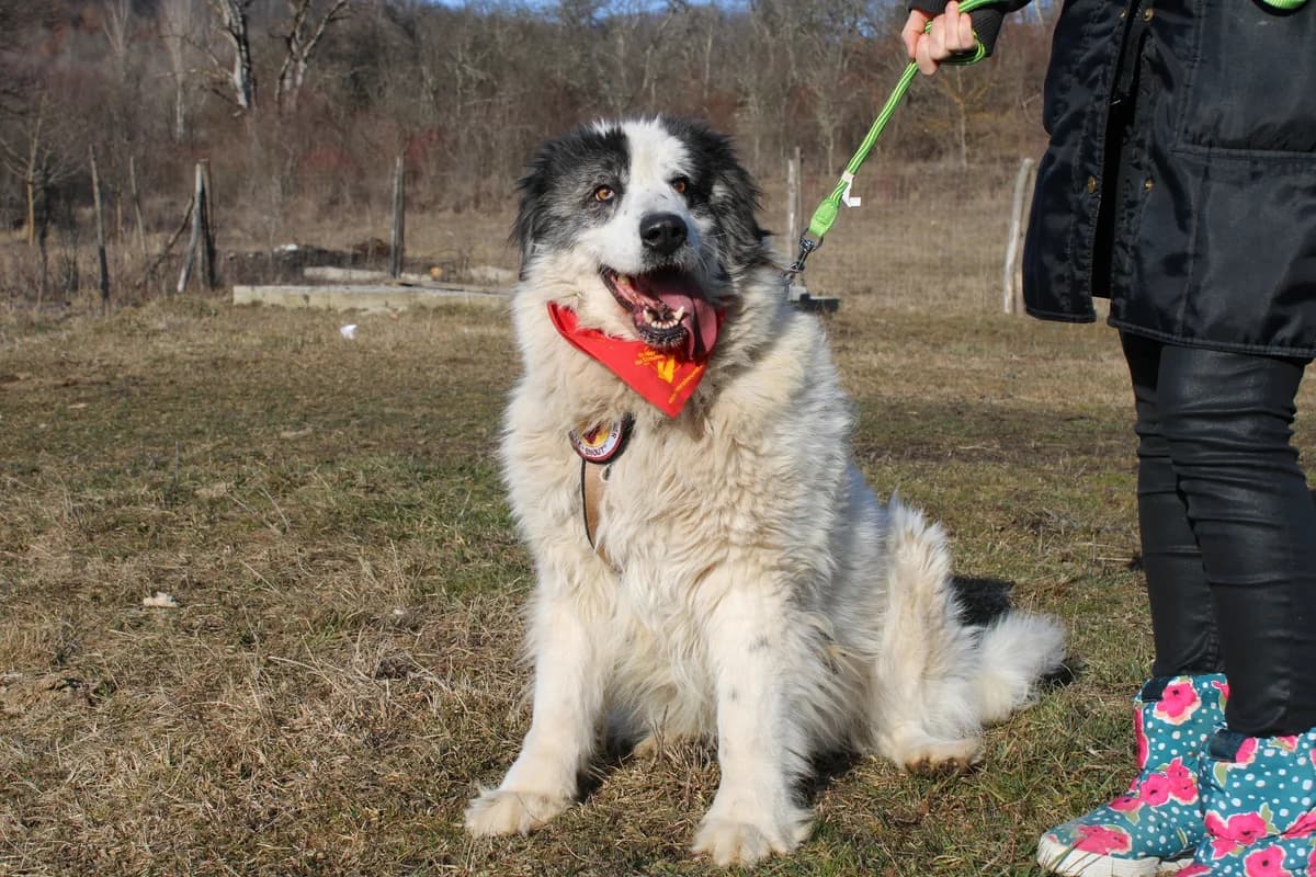 Almut, weiß female 3yo Mixed Breed for adoption at Ein Herz für Streuner e.V., München