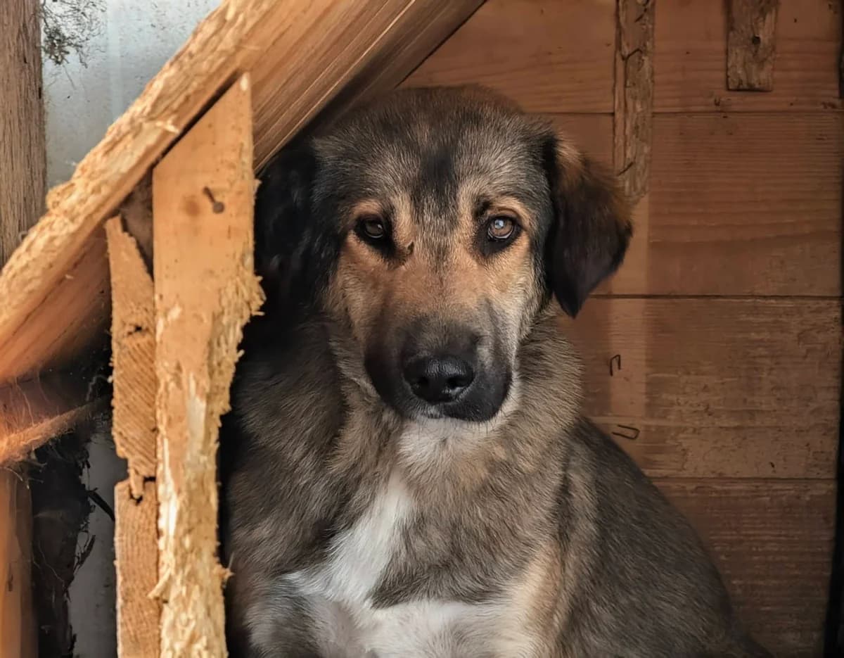 Aloka, weiß male 5yo Mixed Breed for adoption at Ein Herz für Streuner e.V., München