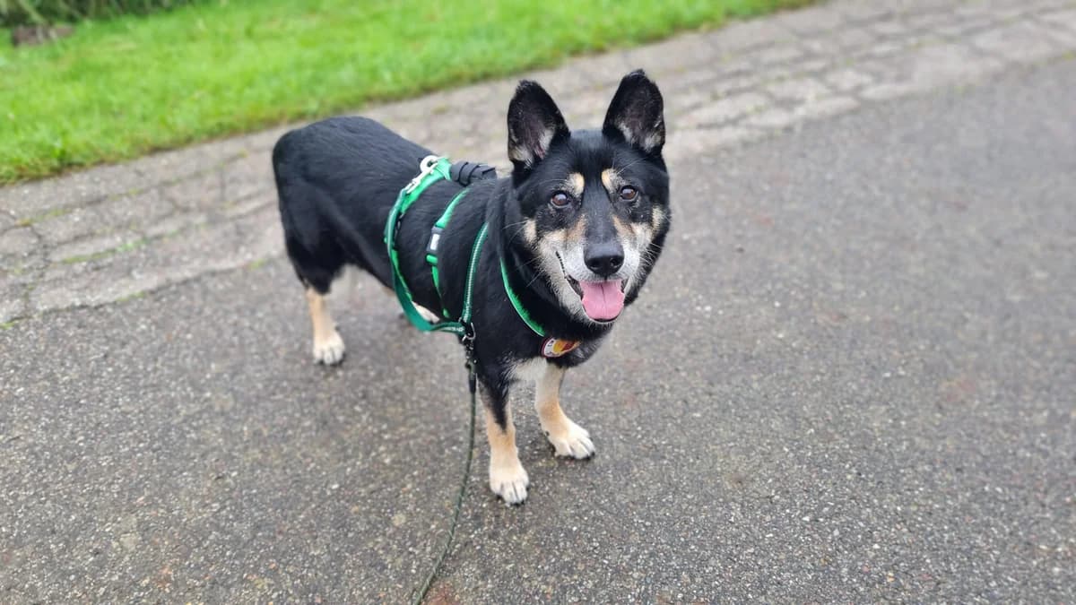 Alonso, male senior Mixed Breed for adoption at Ein Herz für Streuner e.V., München