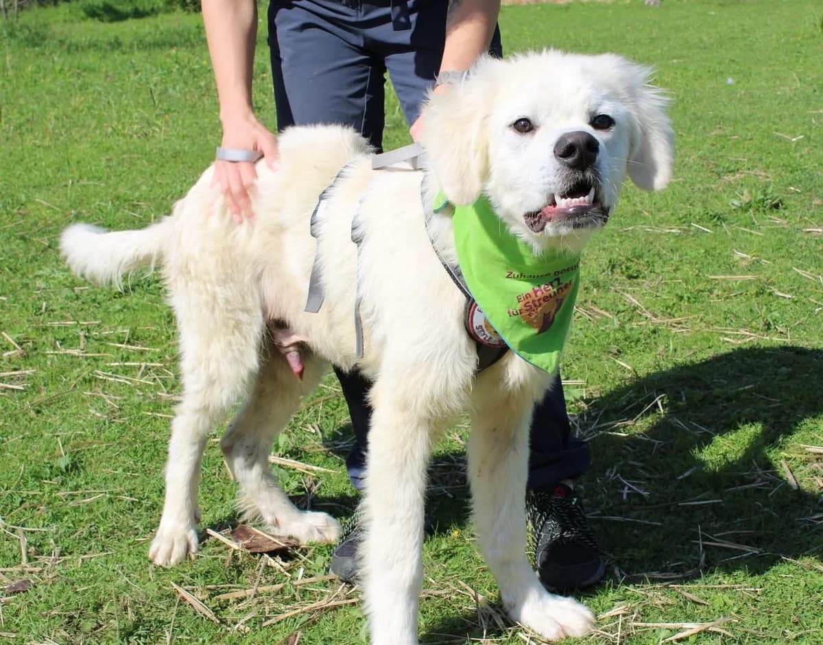 Alpaka, male puppy Mixed Breed for adoption at Ein Herz für Streuner e.V., München