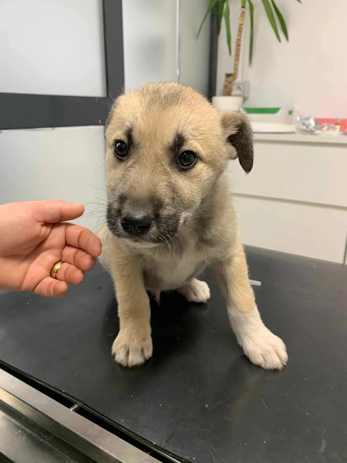 Alrik, male puppy Mixed Breed for adoption at Ein Herz für Streuner e.V., München