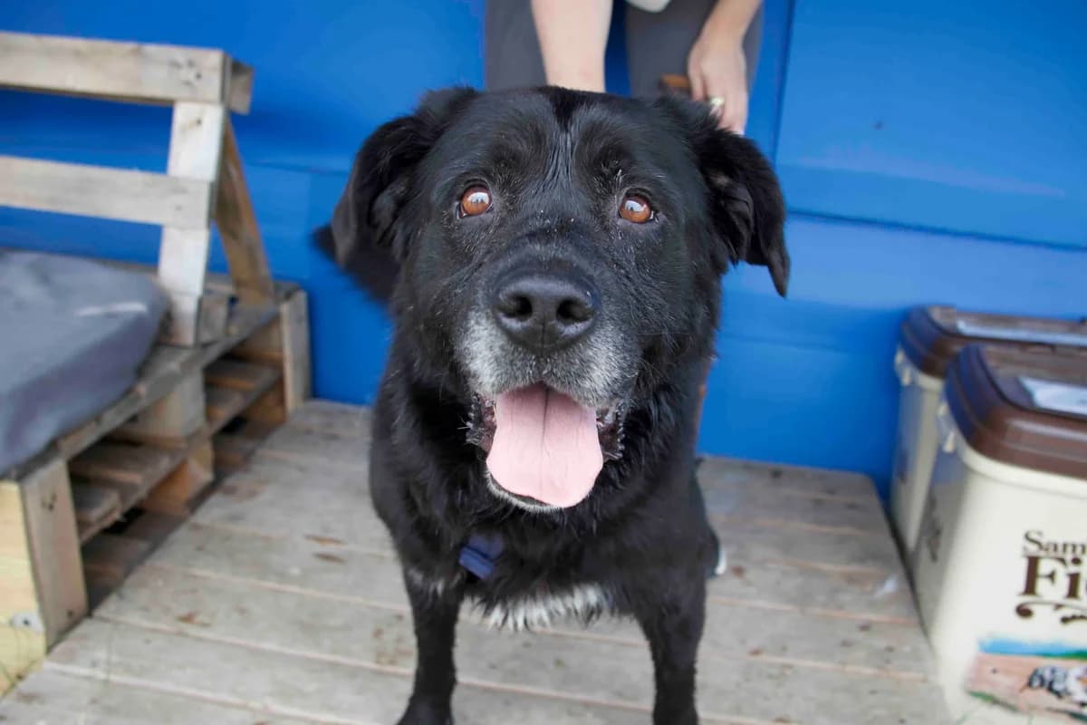 Aluis, male 5yo Mixed Breed for adoption at Ein Herz für Streuner e.V., München
