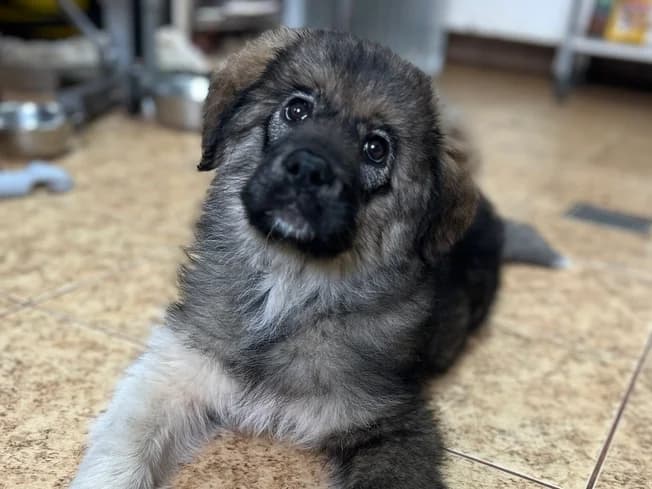 Aluna, weiß female puppy Mixed Breed for adoption at Ein Herz für Streuner e.V., München