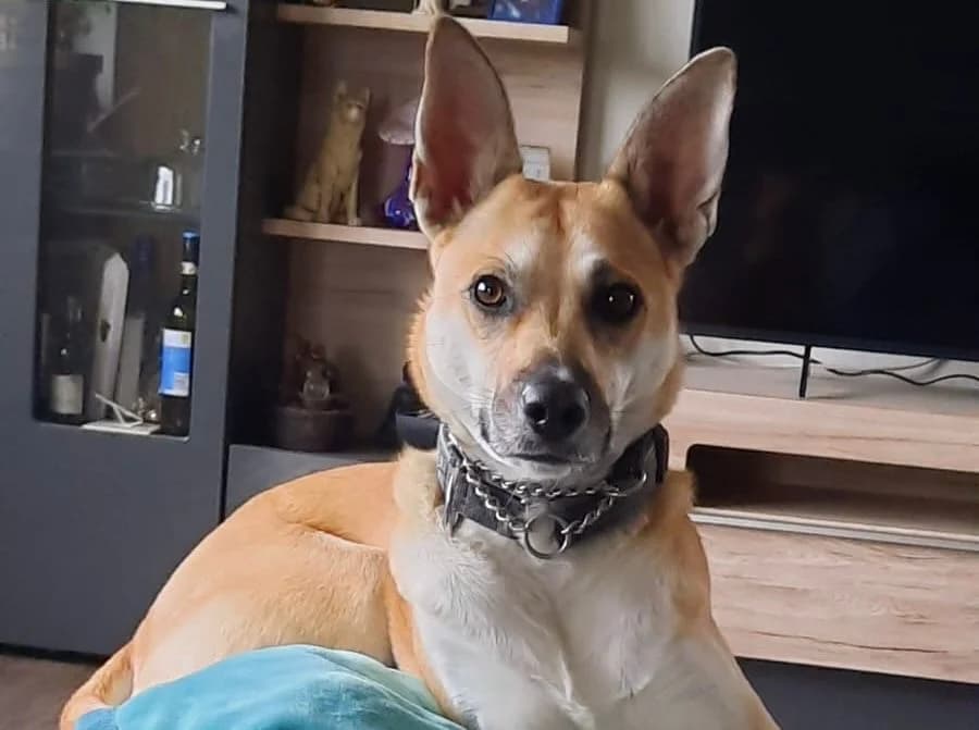 Aluna, female 4yo Mixed Breed for adoption at Ein Herz für Streuner e.V., München