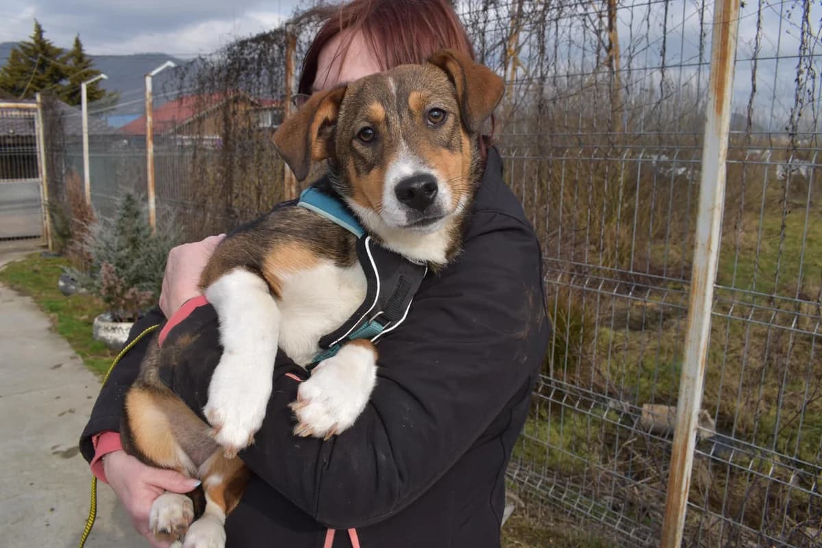 Alva, female puppy Mixed Breed for adoption at Ein Herz für Streuner e.V., München
