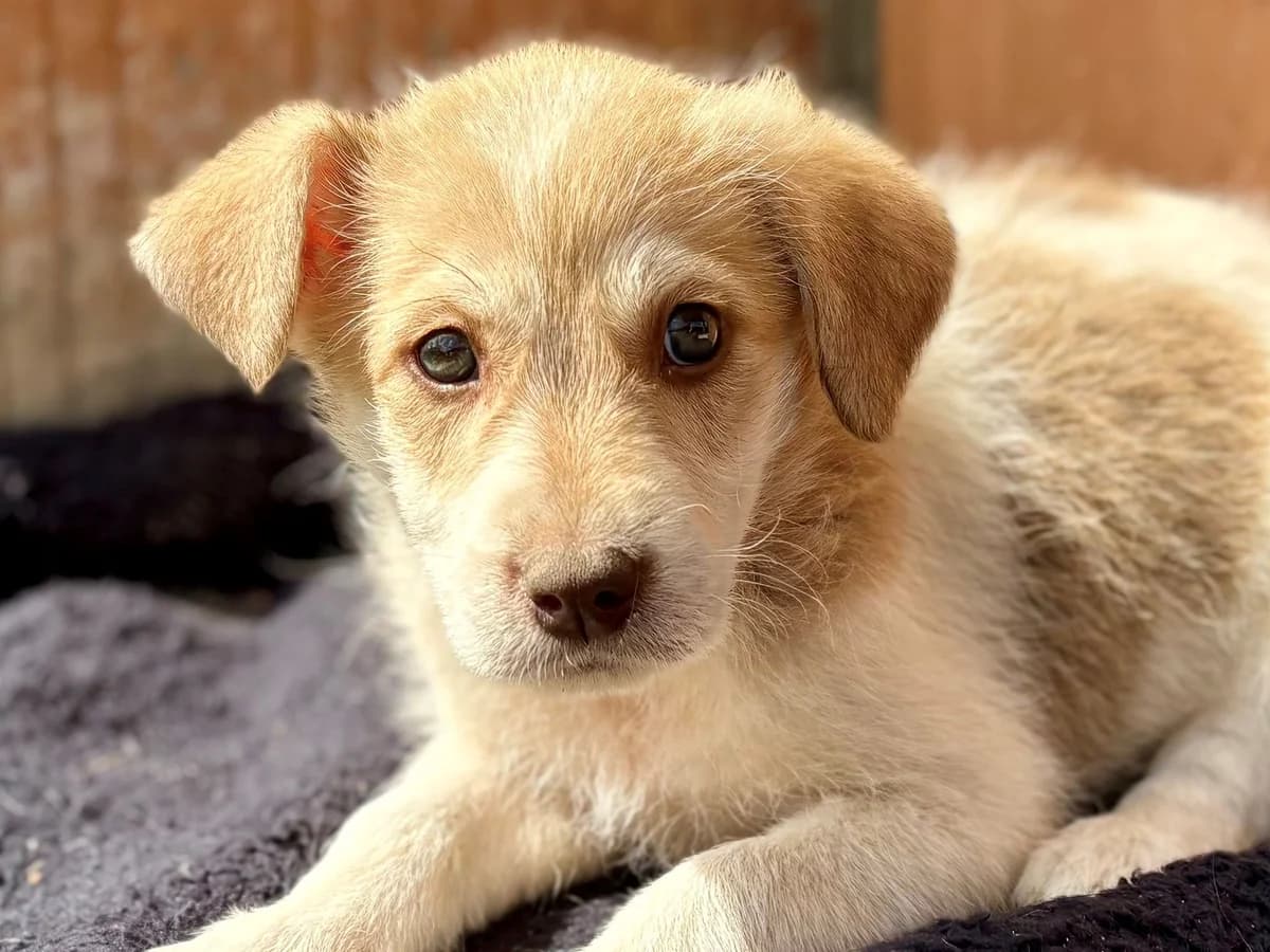 Alva, female puppy Mixed Breed for adoption at Ein Herz für Streuner e.V., München