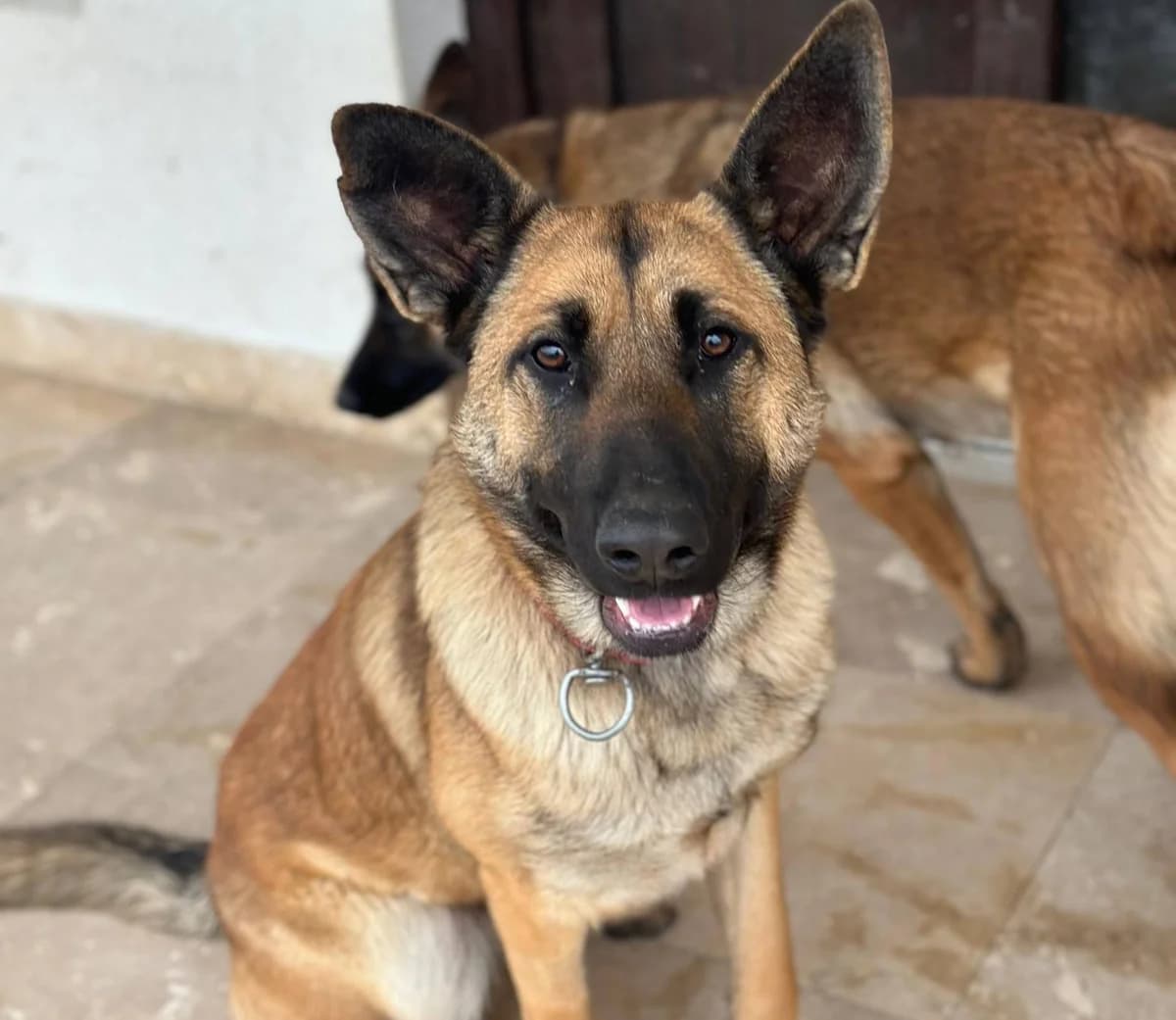 Alva, female 5yo Mixed Breed for adoption at Ein Herz für Streuner e.V., München