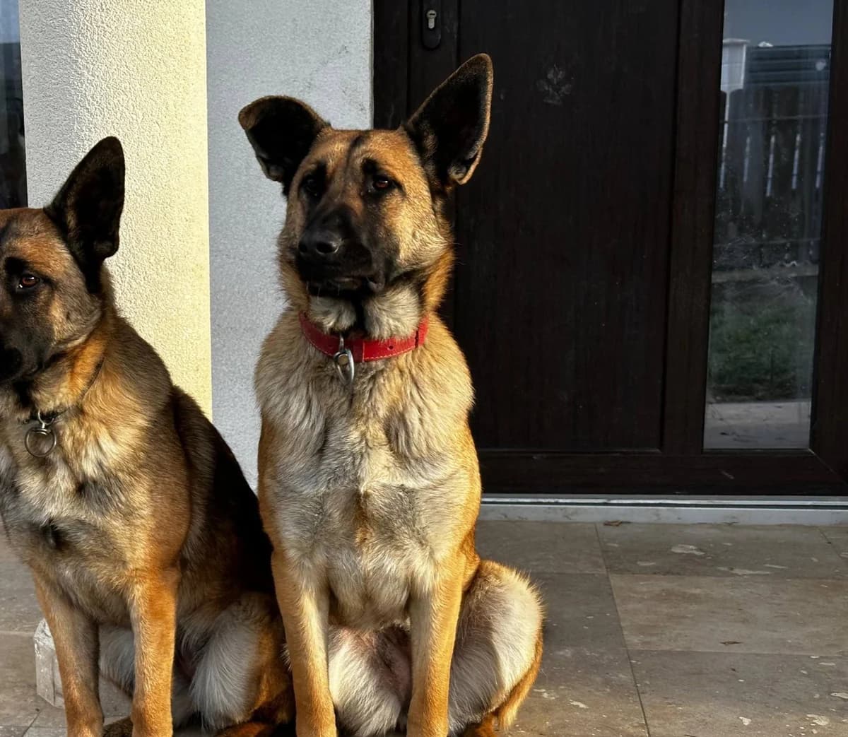 Alva, female 5yo Mixed Breed for adoption at Ein Herz für Streuner e.V., München