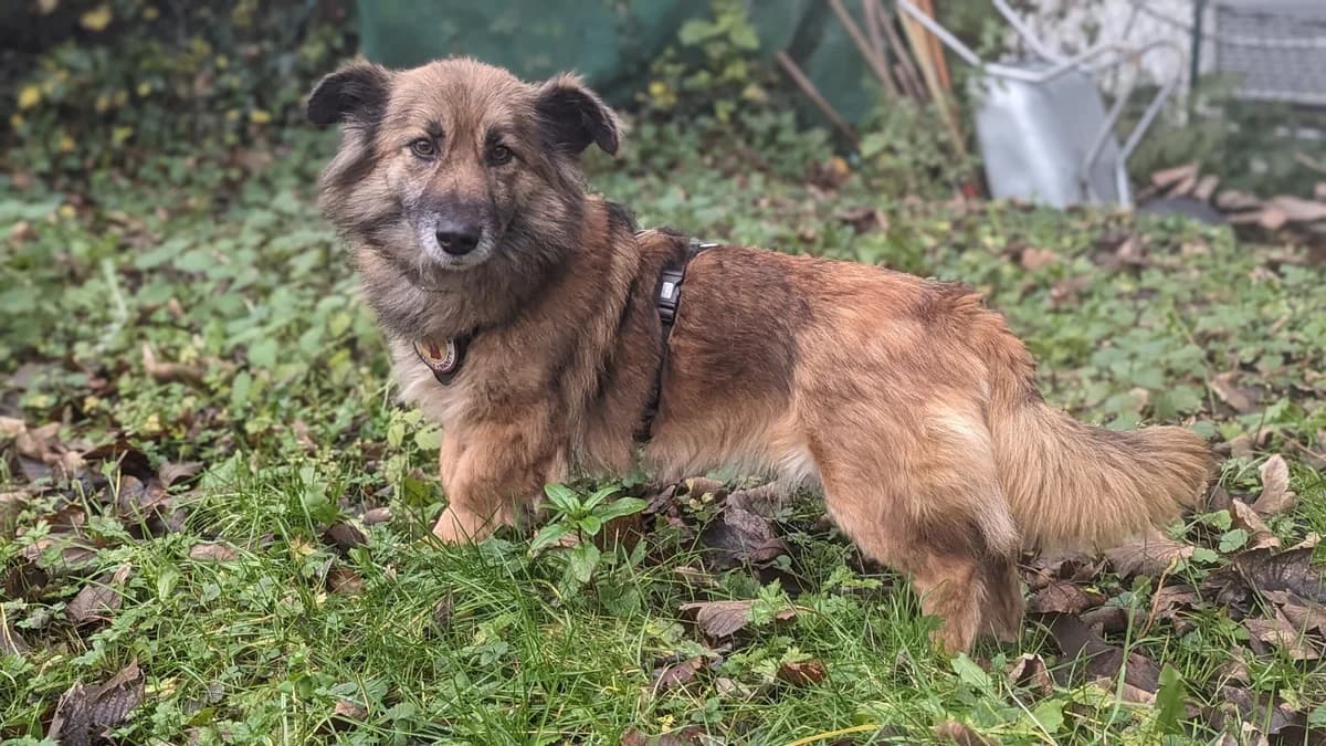 Alva, female 6yo Mixed Breed for adoption at Ein Herz für Streuner e.V., München