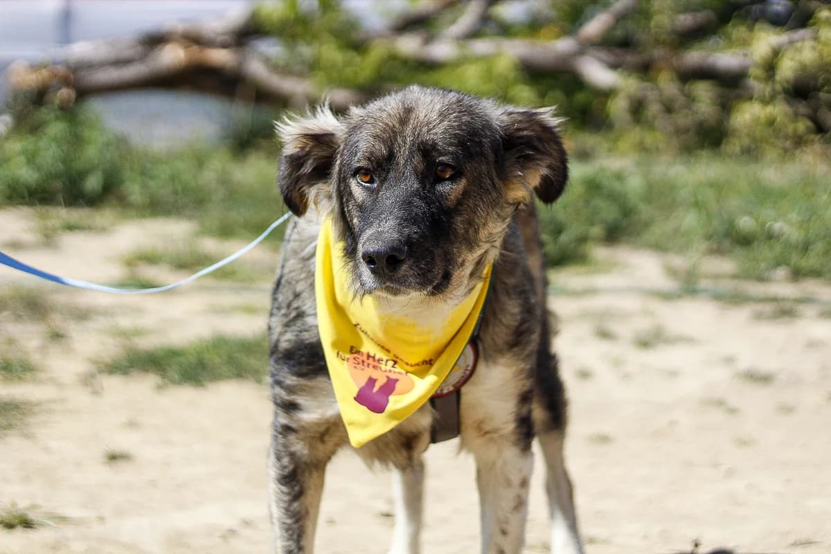 Alvar, male 6yo Mixed Breed for adoption at Ein Herz für Streuner e.V., München