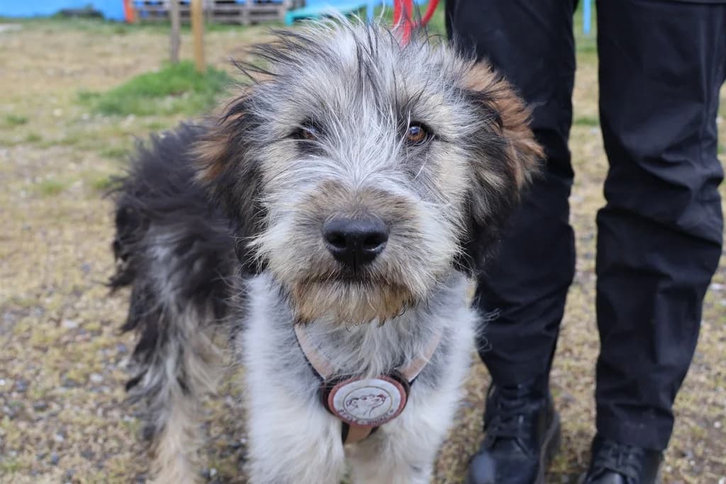 Alvaro, grau male puppy Mixed Breed for adoption at Ein Herz für Streuner e.V., München