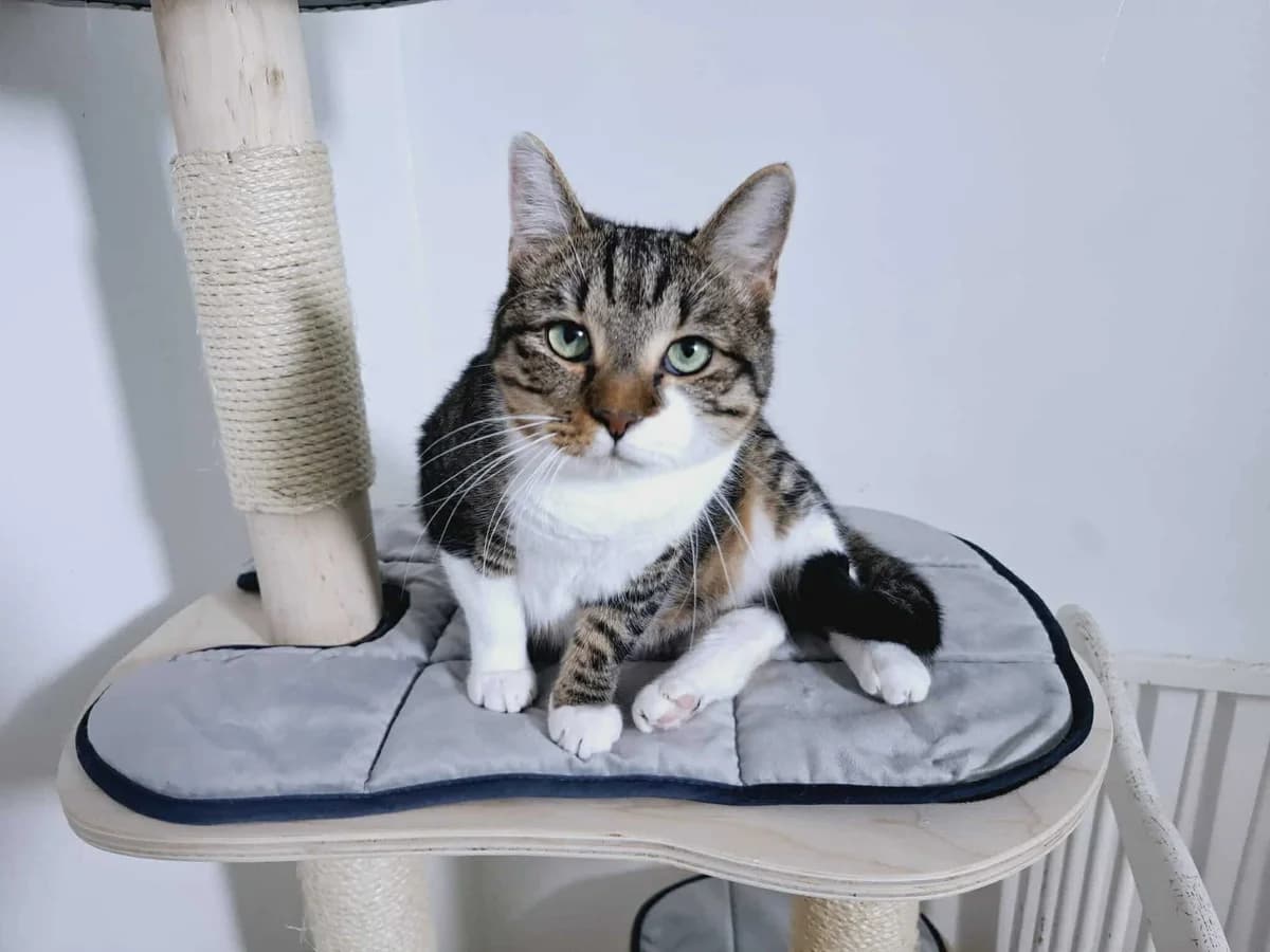 Alvaro, male 5yo Mixed Breed for adoption at Ein Herz für Streuner e.V., München